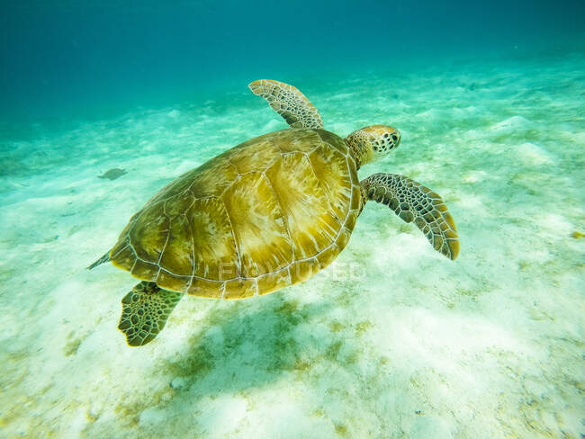 Grüne Schildkröte, Naturschutzgebiet, Tobago Cays, Mayreau, Saint-Vincent et les Grenadines, Westindien — Stockfoto