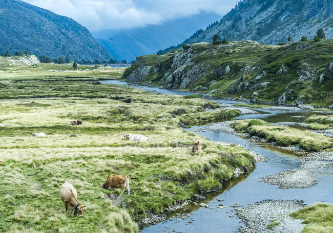 France, Pyrénées Ariegeoises Parc naturel régional, promenade des lacs de Bassies (Grande Randonnee 10, numéro 10 dans un réseau de sentiers pédestres longue distance en Europe), vaches libres — Photo de stock