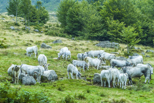 Francia, Pirineos Ariegeoises Parque Natural Regional, paseo de los lacs de Bassies, rebaño de vacas en Coumebiere - foto de stock