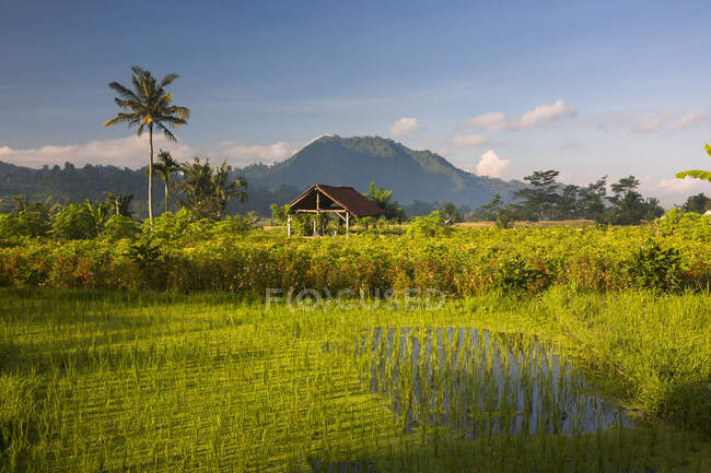 Campo di riso di fronte al vulcano Agung a Sidemen, Bali, Indonesia — Foto stock