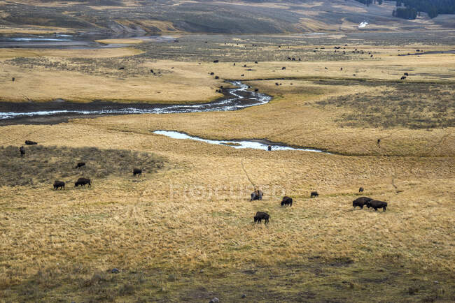 Stati Uniti, Wyoming, Parco Nazionale di Yellowstone, Hayden Valley, Patrimonio dell'Umanità UNESCO — Foto stock