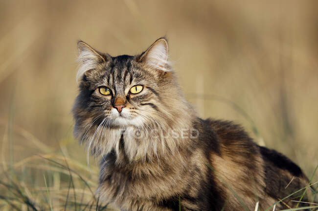 Normandy. Manche. Annoville sur Mer. Pussy of Norwegian breed in the dunes at sunset. — Stock Photo