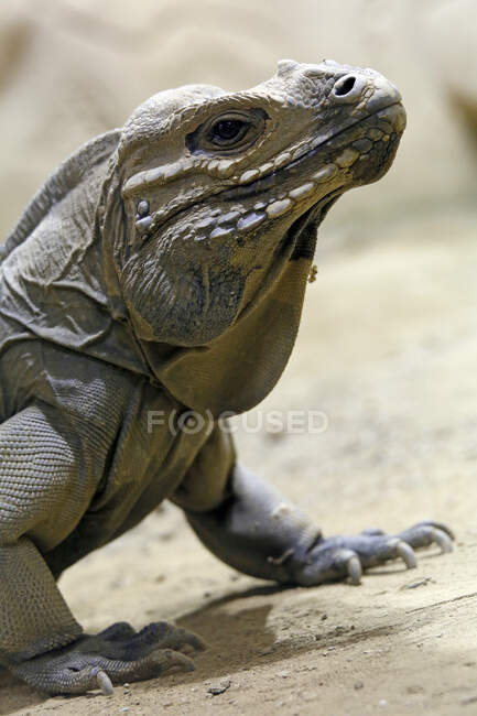 Reptil. Primer plano de una iguana rinoceronte (Cyclura cornuta). - foto de stock