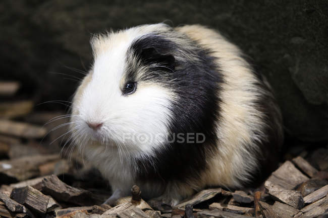 Close-up of guinea pig, selective focus — Stock Photo