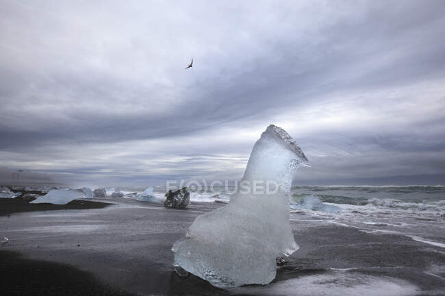 Исландия, куски льда на берегу Иокуссарлона — стоковое фото