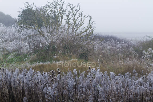 Francia, Les Moutiers-en-Retz, campagna ricoperta di gelo bianco. — Foto stock