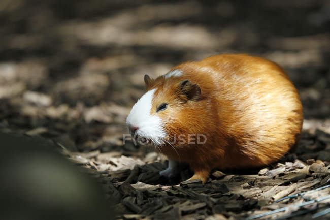 Normandy, Manche, Close-up of guinea-pig sitting on ground — Stock Photo