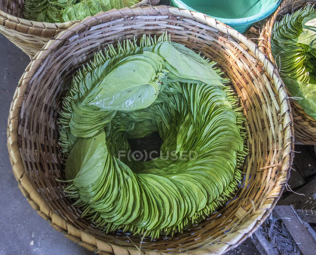 Myanmar, Mandalay, Mandalay, Bagan, hojas de betel en el mercado - foto de stock