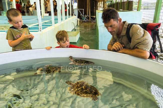 Отец с двумя сыновьями наблюдает за тремя молодыми черепахами, Oldhegg Turtle Sanctuary, Bequia, Saint-Vincent et les Grenadines — стоковое фото