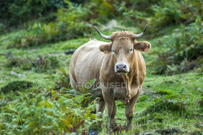 France, Parc National des Pyrénées, Val d'Azun, vache libre au col du Soulor) — Photo de stock
