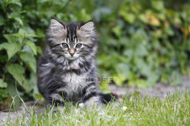 Bonito tabby norueguês gatinho sentado na grama — Fotografia de Stock