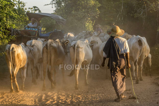 Myanmar, région de Mandalay, Vieux Bagan, troupeau de zébus conduit par un agriculteur et chariot au coucher du soleil — Photo de stock