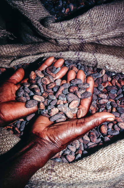 Dried cocoa beans ready for dispatch in male hands, Africa, Togo — Stock Photo