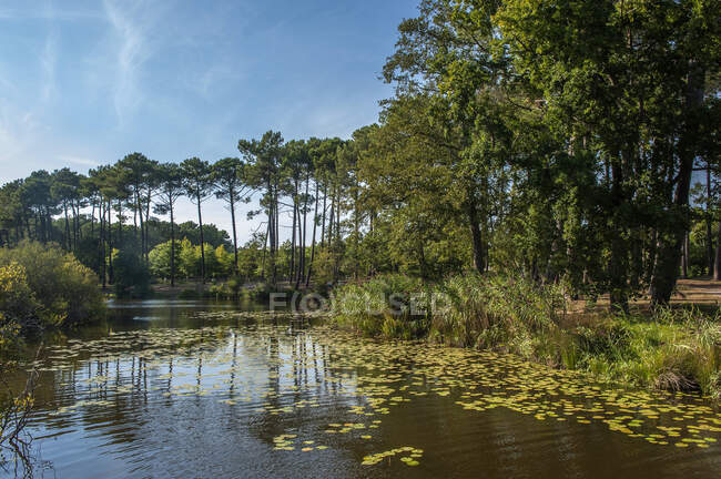 Francia, Landas, lago Aureilhan - foto de stock