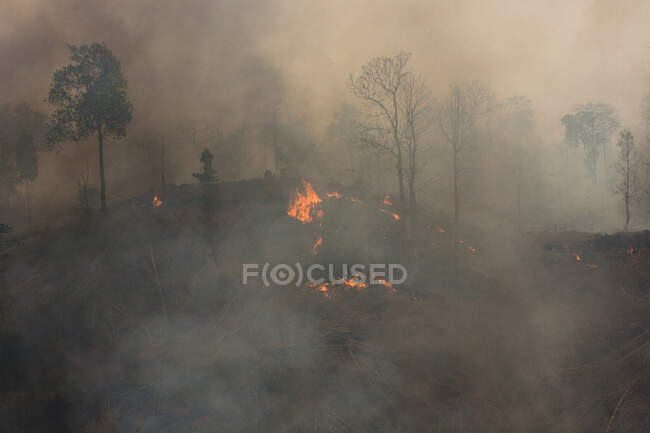 Forest Fire for apple instal