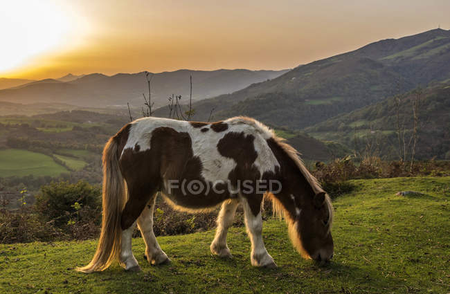 Vista panorâmica do cavalo comendo grama — Fotografia de Stock