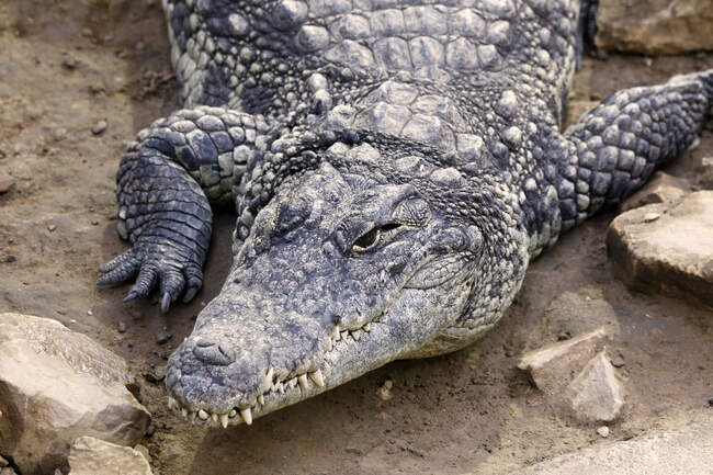 Reptil. Primer plano sobre un cocodrilo del Nilo (Crocodylus niloticus corviei). - foto de stock