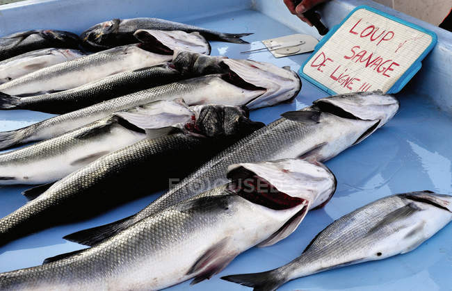 Mercado de pescado en el puerto viejo, puesto de pescado, Francia, sudeste de Francia - foto de stock