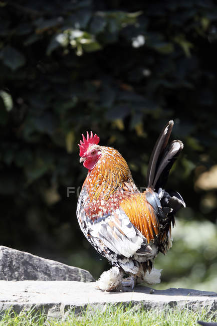 Rooster on stone, selective focus — Stock Photo