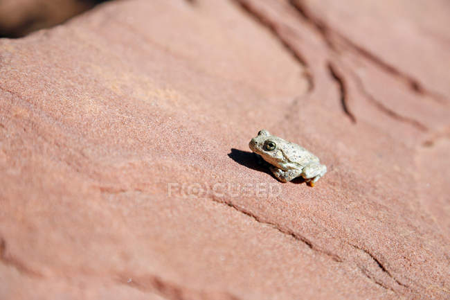 Piccola rana sulla roccia, Utah, Parco Nazionale di Sion — Foto stock