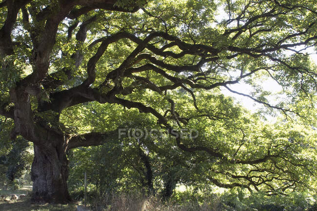 Francia, Bretagna, quercia centenaria. — Foto stock
