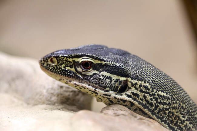 Reptil. Primer plano en un monitor de Gould (Varanus gouldi). - foto de stock