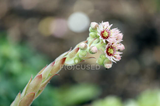 Close-up de flor suculenta florescendo sobre fundo borrado — Fotografia de Stock