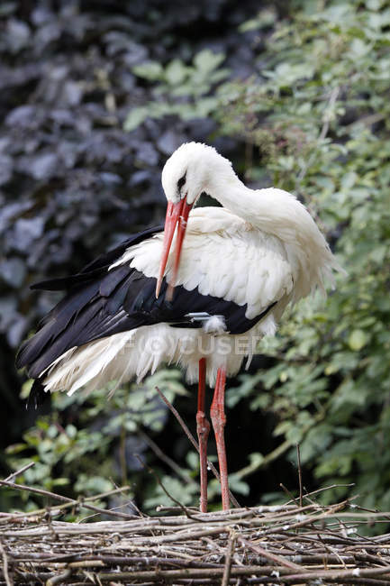 Normandy, close-up of white stork standing in nest — Stock Photo