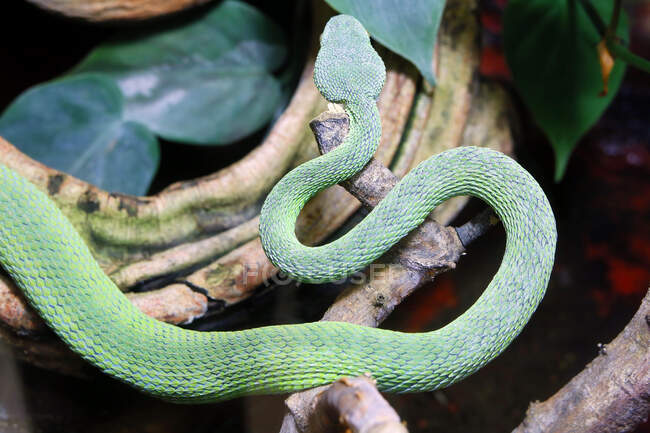 Réptil. Serpente. Close-up em uma cascavel dos bambus (Trimeresurus albolabris). — Fotografia de Stock