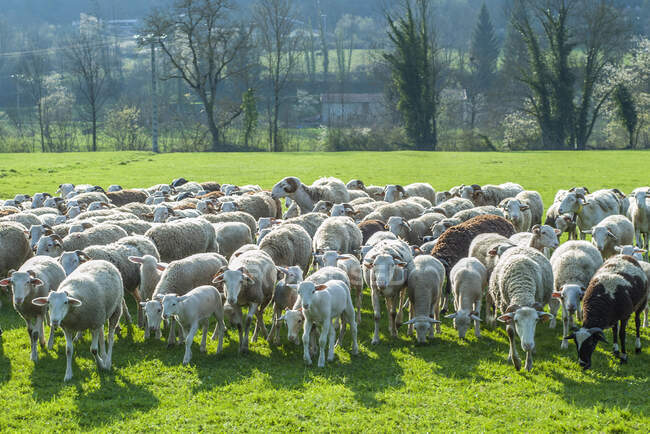 Francia, Pirineos Ariegeoises Parque natural regional, vallee du Garbet, manada de ovejas - foto de stock