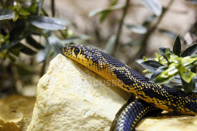 Reptil. Serpiente. Primer plano en una herradura de serpiente de hierba (Hemorrhois hippocrepis). - foto de stock