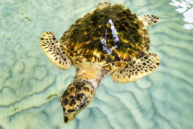 Eine grüne Schildkröte in einem Becken, Oldhegg Turtle Sanctuary, Bequia, Saint-Vincent et les Grenadines, Westindien — Stockfoto