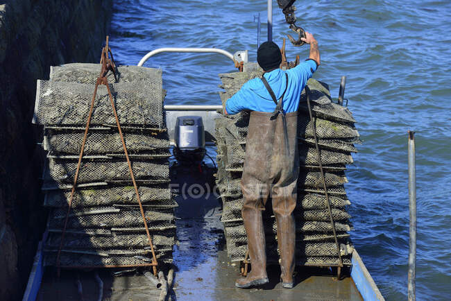 Europa Francia carico raccolta ostriche nel Golfo di Morbihan in Bretagna — Foto stock
