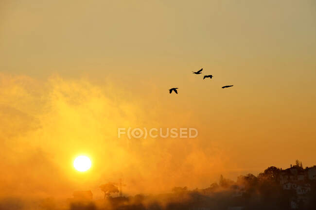 Франція, Країна Басків, департамент Піренейських Атлантичних островів, місто Сібур, політ журавлів у небі на світанку.. — стокове фото