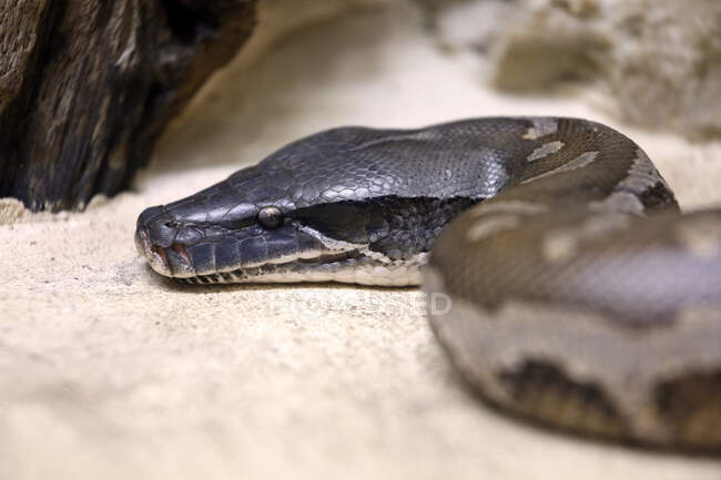 Reptile. Snake. Close-up on a Malayan python (Python brongersmai). — Stock Photo
