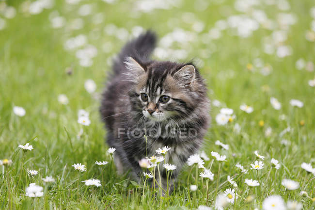Chat forestier norvégien courant sur prairie fleurie — Photo de stock