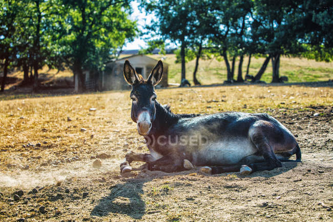 Donkey at field, selective focus — Stock Photo