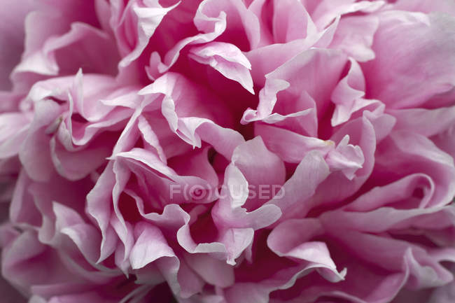 Primer plano de pétalos de flores de peonía rosa - foto de stock