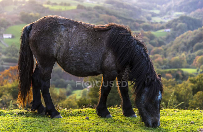 Vista panoramica di cavallo mangiare erba — Foto stock