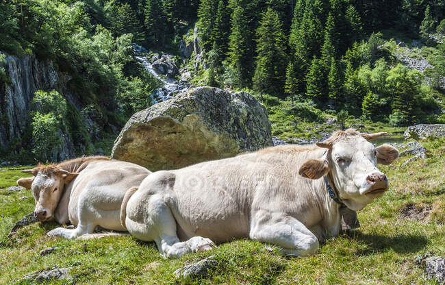 Франція, Національний парк Піренеїв, Валь-д'Азун, корів у гірських пасовищах долини дарованих д'Арренс (назва посилається на заливні річки, на західній стороні Піренеїв).) — стокове фото