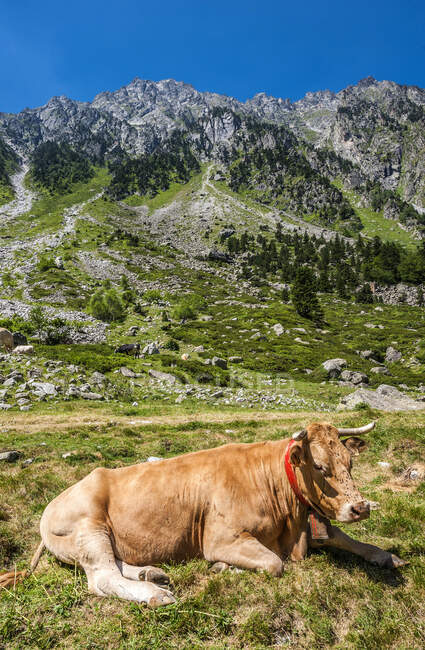 França, Parque Nacional dos Pirinéus, Val d 'Azun, Haute-vallee d' Estaing, vaca nas pastagens das montanhas — Fotografia de Stock