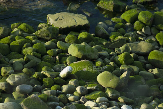 Francia, Bretaña, Finistere, guijarros cubiertos de algas en una playa - foto de stock