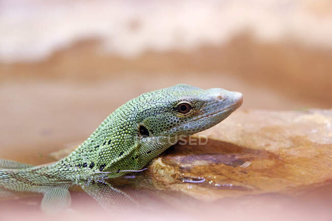 Réptil. Close-up em um monitor verde (Varanus prasinus). — Fotografia de Stock