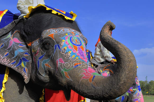 India, Rajastán, Jaipur, cabeza de elefante decorado en el Festival del Elefante - foto de stock