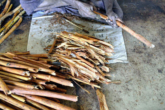 Шри-Ланка. Мирисса, сажаю корицу. Корица это внутренняя кора коричного дерева. Ремесленная обработка палочки корицы. — стоковое фото