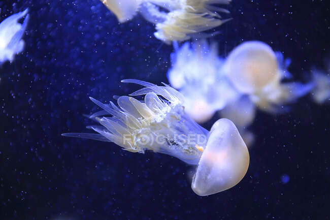 Geleia-peixe no oceano, de perto — Fotografia de Stock