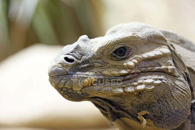 Reptile. Close-up on an iguana rhinoceros (Cyclura cornuta). — Stock Photo