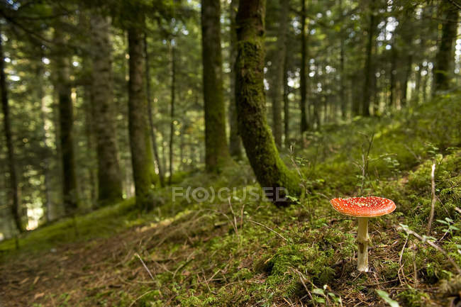 Fly agaric in forest, France, selective focus — Stock Photo