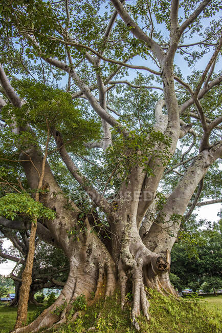 Myanmar, Estado de Shan, árbol banyan de trescientos años en Pindaya - foto de stock