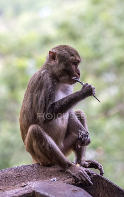 Myanmar, Mandalay, macaco sentado en el sitio budista Mount Popa - foto de stock